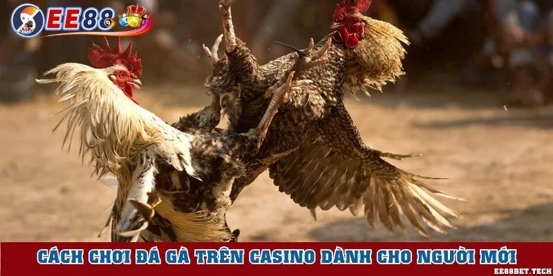 Cách chơi đá gà trên casino dành cho người mới