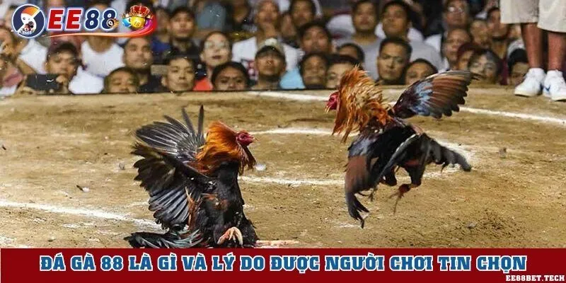 Hiểu rõ website đá gà 88