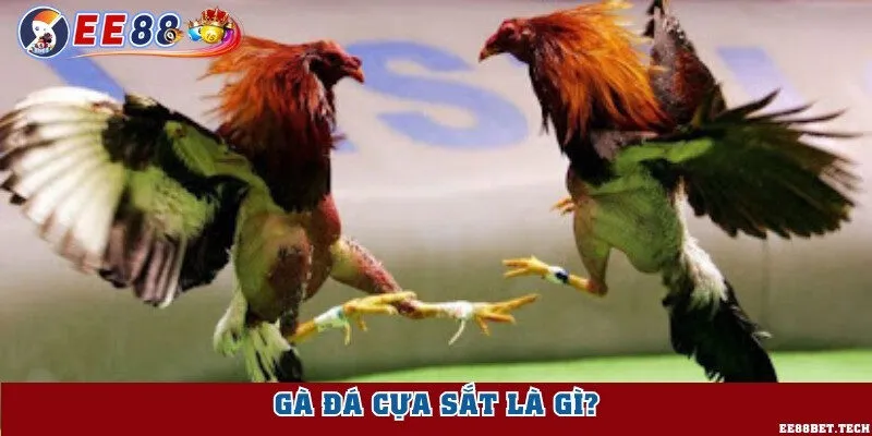 Hiểu rõ khái niệm gà đá cựa sắt là gì