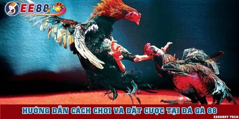 Cách đặt cược tại trang web đá gà 88