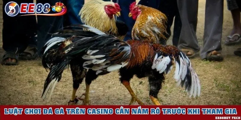 Luật chơi đá gà trên casino cần nắm rõ trước khi tham gia