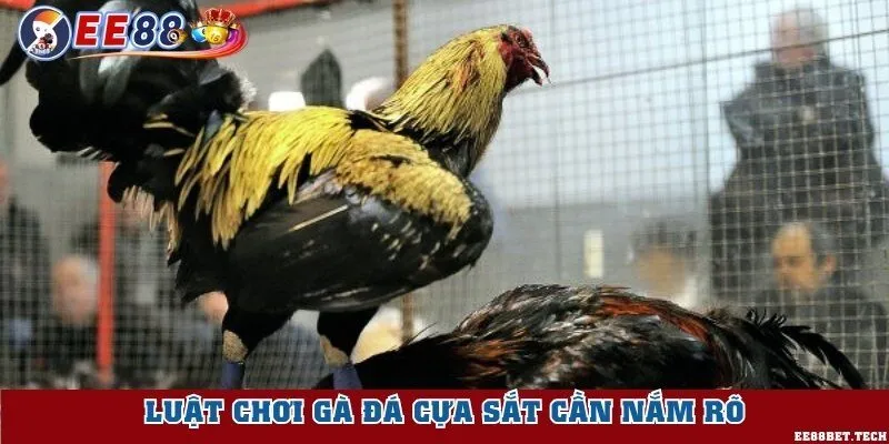Luật chơi gà đá cựa sắt cần nắm rõ