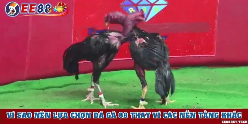 Chọn đá gà 88 đặt cược bởi web uy tín, minh bạch